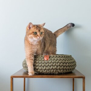 May include: A golden-brown cat with green eyes stands in a round, olive green, knitted cat bed. The bed sits on a brown table against a light blue wall. The cat's tail is raised.
