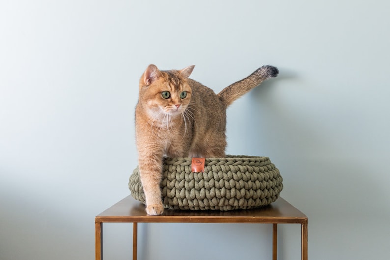 May include: A golden-brown cat with green eyes stands in a round, olive green, knitted cat bed. The bed sits on a brown table against a light blue wall. The cat's tail is raised.