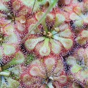 May include: Close-up of a carnivorous sundew plant, featuring numerous small, round leaves covered in red, sticky tentacles. The leaves are a pale green with red tips, and the plant is covered in tiny water droplets.