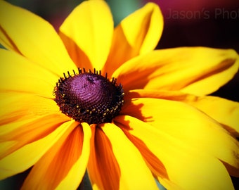 Black-Eyed Susan - Photo printed on premium photo paper by professional photo studio.