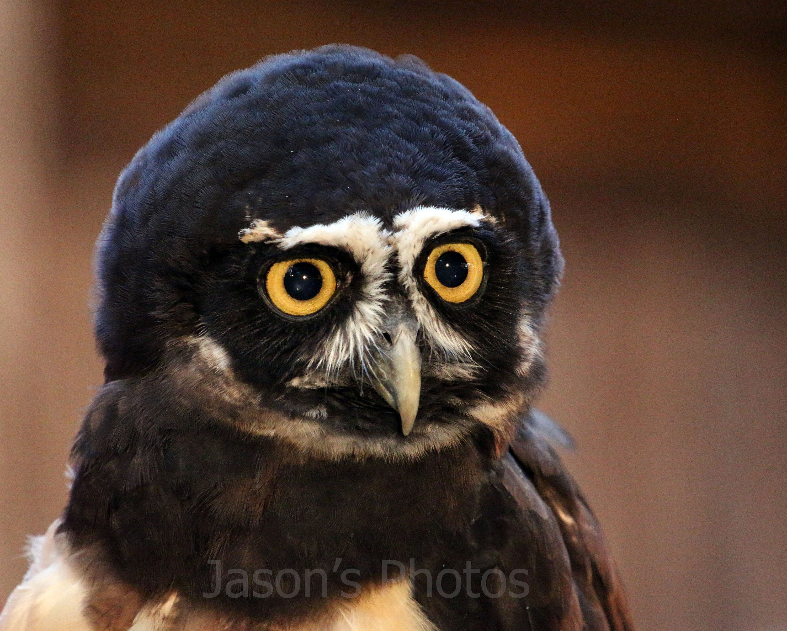 Spectacled Owl - 5x7 Photo in 8x10 granite mat.  Printed by professional photo studio on premium Kod