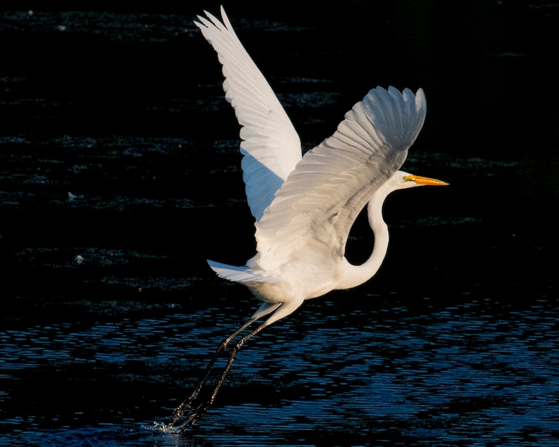 8x10 Photo printed on premium Kodak Endura Metallic paper Egret