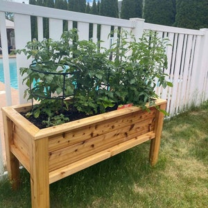 May include: A wooden raised garden bed with two tomato plants growing in it. The bed is made of cedar wood and has a natural finish. The plants are supported by black metal cages. The garden bed is sitting on a green lawn in front of a white picket fence.