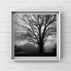 Può includere: Una fotografia in bianco e nero di un albero spoglio in una foresta nebbiosa. L'albero è in silhouette contro la nebbia, e i rami sono ampiamente distesi.