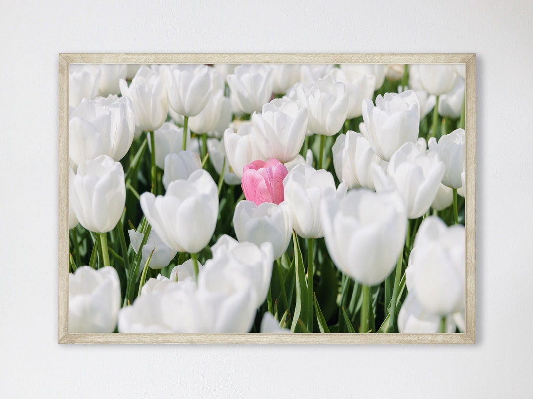 Pink & White Tulip Wall Art, Fine Art Floral Photo, Spring Flower ...