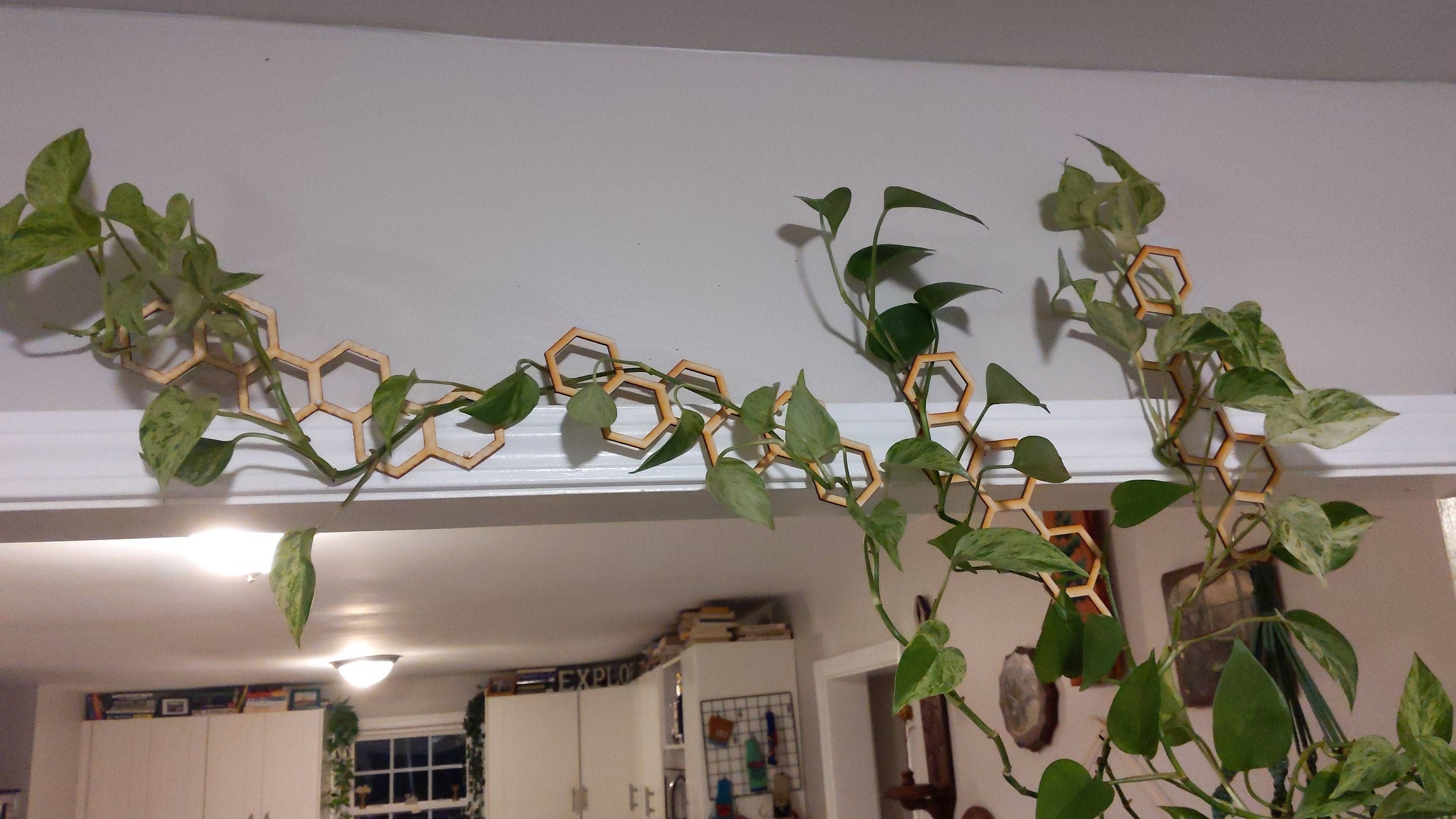 Honeycomb Hanging Plant Trellis 5 Pack *multiple Sizes & Colors* - Etsy