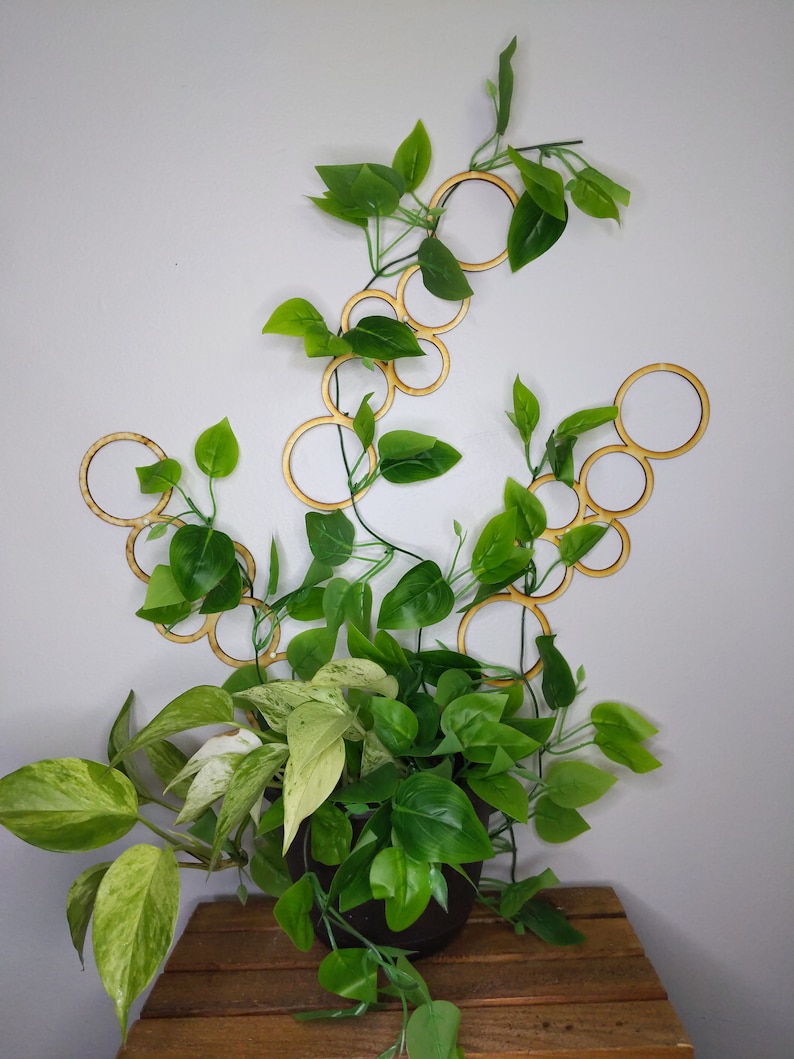 May include: A potted plant with green and white leaves growing up a wall-mounted wooden circle trellis. The circles are arranged in a cascading pattern.