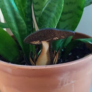 Pode incluir: Uma planta cobra em vaso com uma decora&ccedil;&atilde;o de madeira em forma de cogumelo no centro do vaso. O vaso &eacute; de cor terracota.