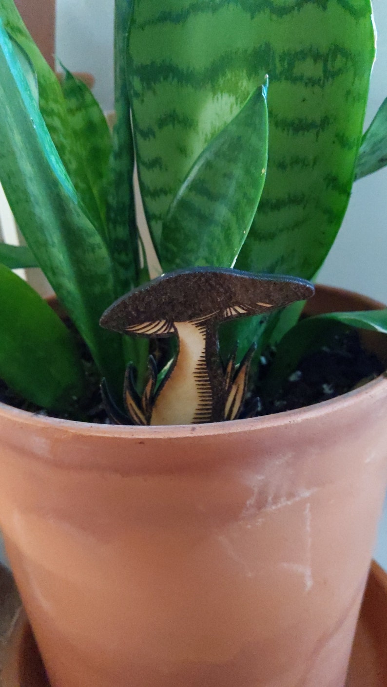 Pode incluir: Uma planta cobra em vaso com uma decora&ccedil;&atilde;o de madeira em forma de cogumelo no centro do vaso. O vaso &eacute; de cor terracota.
