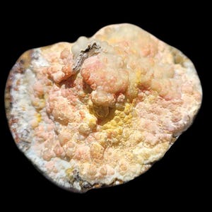 79 bed botryoidal agate McDermitt thunderegg polished display piece