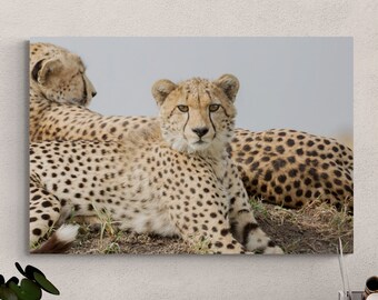 Beautiful Cheetah Closeup Photo, African safari animals, printables for wildlife and nature, big cat wall decor, wild animal picture art