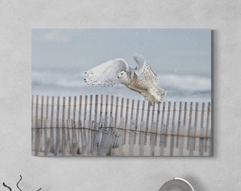 Snowy Owl Flying at Beach Photo ~ Wildlife Photography, Long Island NY, Winter Wildlife, Bird Photos, Fire Island, Owls Canvas, Owl Wall Art