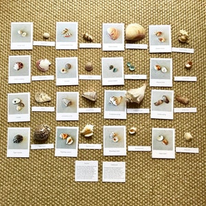 Coquillages avec cartes assorties