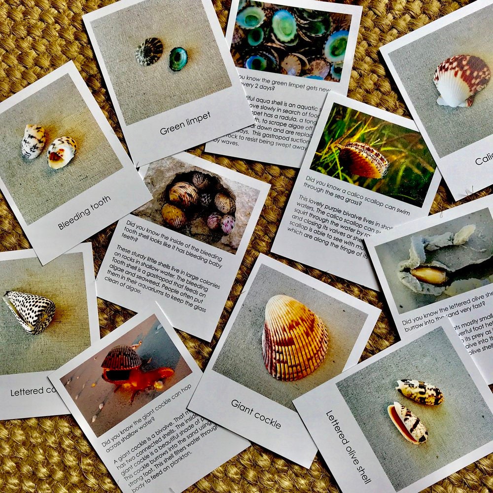 Colorful Shell Card Shells With Matching Cards - Etsy
