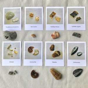 Fossiles avec cartes assorties