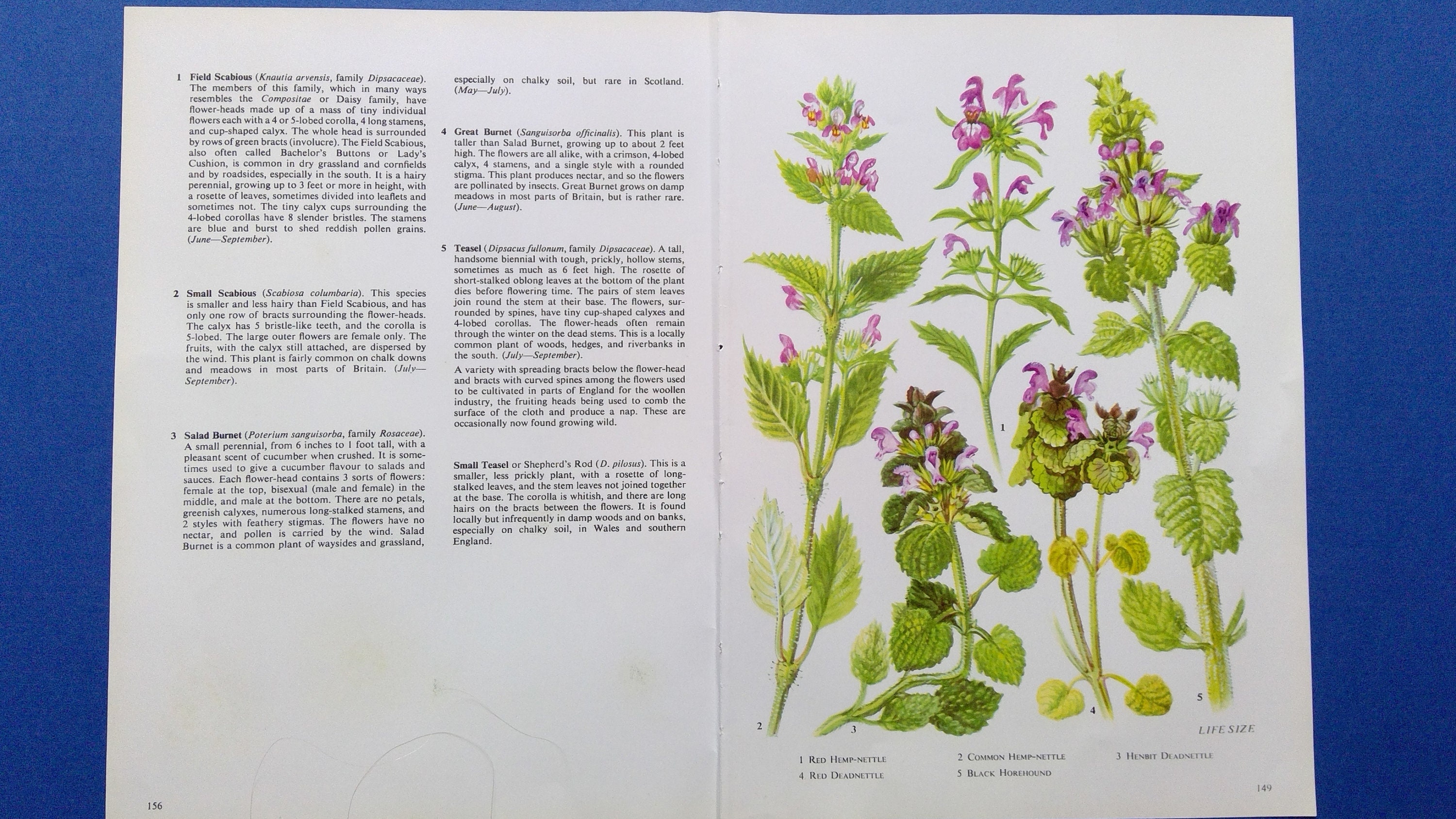 10 double vintage wild flowers book pages ephemera for junk Etsy