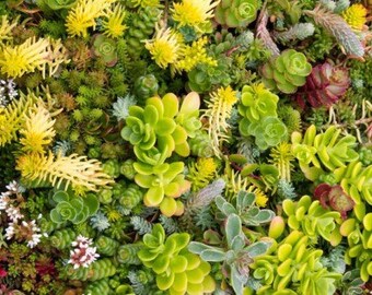 Euphorbia Seeds Blue Haze 25 Seeds Sedum Seeds Perennial Euphorbia Seeds Blue Haze 25 Seeds Sedum Seeds Perennial