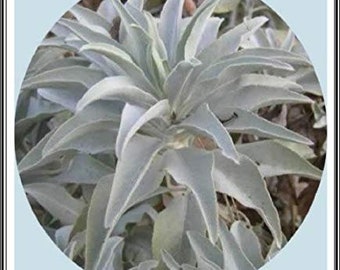 White Sage 20-750 Seeds ORGANIC Herbs Salvia Apiana Medicinal Rare Perennial