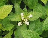 100 Pcs Organic Lemon Balm Seeds Melissa officinalis P065 Sweet Highly Beneficial and Medicinal Perennial Plant
