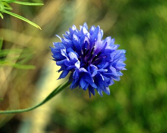 100 個のコーンフラワー ブルーボーイ種子 - Centaurea Cyanus Blue