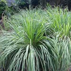 May include: A close-up of a cluster of green lemongrass plants growing in a garden.