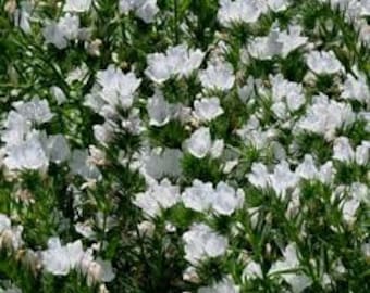 50 sementes raras de flores brancas Bugloss de Viper - Echium Plantagineum - White Bedder - Flor Bienal Brilhante!/Rico em Néctar/ FL791