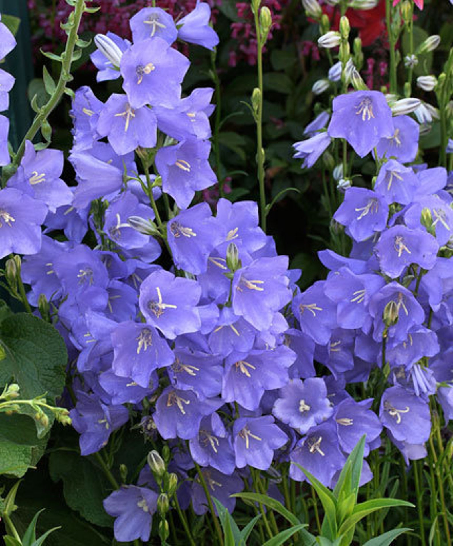 Колокольчик кампанула. Колокольчик персиколистный (Campanula persicifolia `Takion White`). Колокольчик персиколистный (Campanula persicifolia `Takion Blue`). Колокольчик персиколистный (Campanula persicifolia l.). Колокольчик персиколистный (Campanula persicifolia).