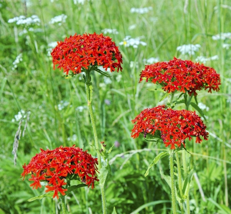 100 Lychnis Chalcedonica bloemzaden-Maltese Cross Lychnis-Jerusalem Cross-Excellent vaste plant-trekt vlinders en kolibries aan FL447 afbeelding 8