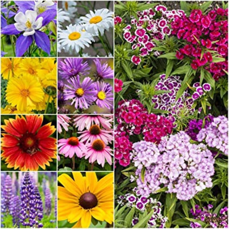 Wildflower Perennial Seed Mixture Mixed With Vermiculiteall Etsy Canada