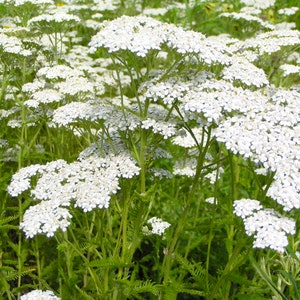 500Pcs Yarrow White Summer Flower Seeds-Yarrow White Wildflower-Western Yarrow-Highly Beneficial and MedicinalACHILLEA MILLEFOLIUM/FL421 image 8