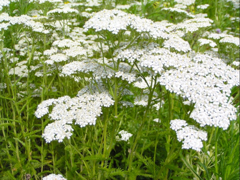 500Pcs Yarrow White Summer Flower Seeds-Yarrow White Wildflower-Western Yarrow-Highly Beneficial and MedicinalACHILLEA MILLEFOLIUM/FL421 image 8