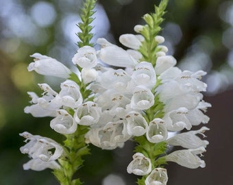 50 Obedient Plant Seeds/Physostegia virginiana/False Dragonhead/White False Dragonhead/White Obedient Plant/Excellent Cut Flower/ FL673