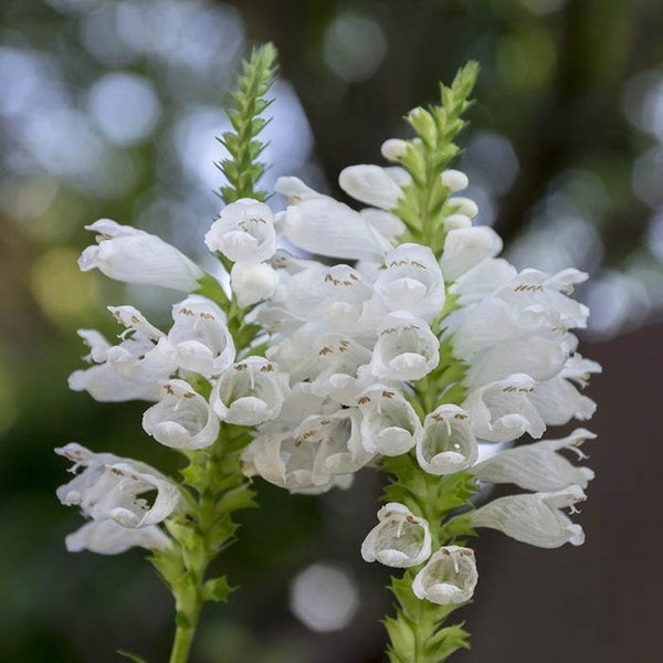 50 Obedient Plant Seeds/Physostegia virginiana/False Dragonhead/White False Dragonhead/White Obedient Plant/Excellent Cut Flower/ FL673