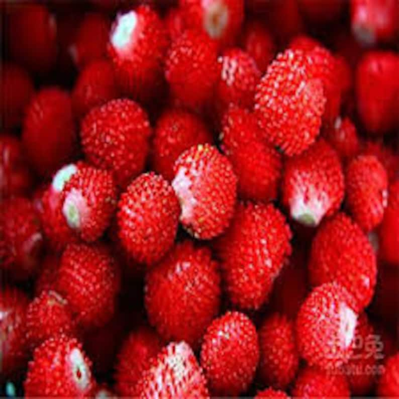 50 Indian Strawberry Seeds/Duchesnea Indica/Tuttifrutti/Red Strawberry/Mock strawberry/Bloom throughout Summer until fall/ Perennial /F024 image 4