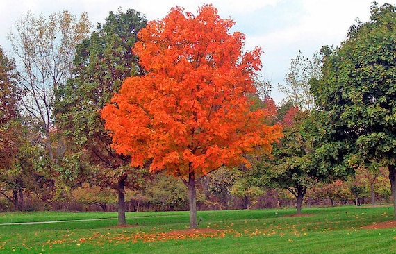 20 Semi Di Acero Da Zucchero Colonnare – Acer Saccharum 'Columnare' – Albero Da Giardino
