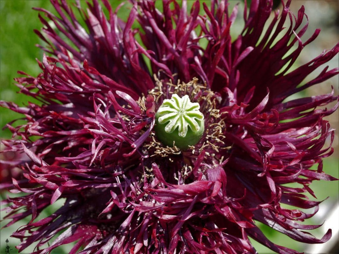 100 Pcs Black Swan Peony Poppy Seeds Fl246-papaver Somniferum-magnet