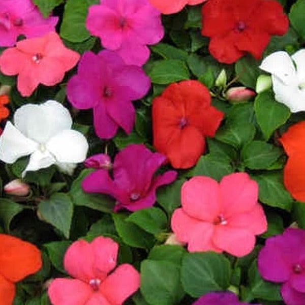 25 szt. Impatiens Busy Lizzie Mix nasion kwiatów/Impatiens Walleriana/Jewelweed/Touch-me-not Flower/Bright and Cheerful Annual/FL211