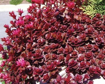 100 Pcs Stonecrop Dragon,s Blood Sedum Seeds-Finger Aloe- Perennial Succulent Ground Cover/Spurium Coccineum/ S068