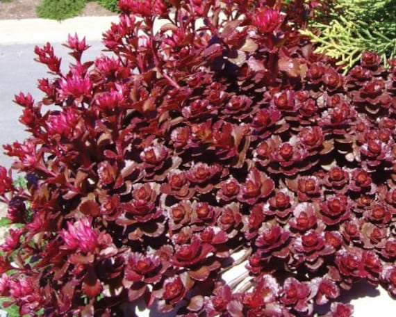 50 Pcs Stonecrop Dragons Blood Sedum Seeds Finger Aloe Etsy