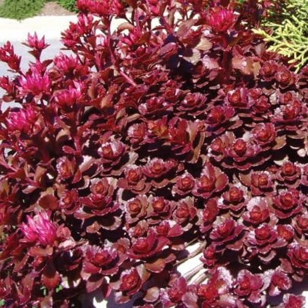 100 Pcs Stonecrop Dragon,s Blood Sedum Seeds-Finger Aloe- Perennial Succulent Ground Cover/Spurium Coccineum/ S068