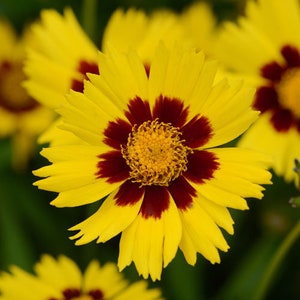 50Pcs Coreopsis Glandiflora Sunfire Perennial Flower Seeds FL342 image 2