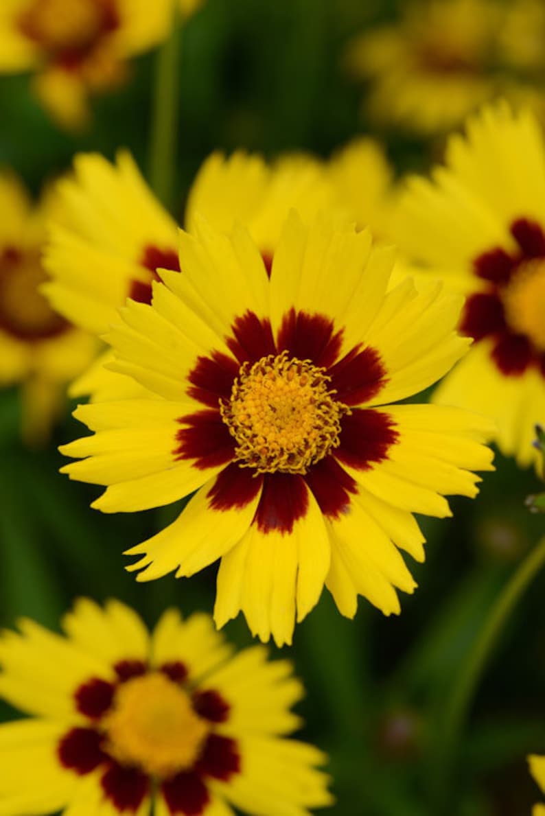 50Pcs Coreopsis Glandiflora Sunfire Perennial Flower Seeds FL342 image 2