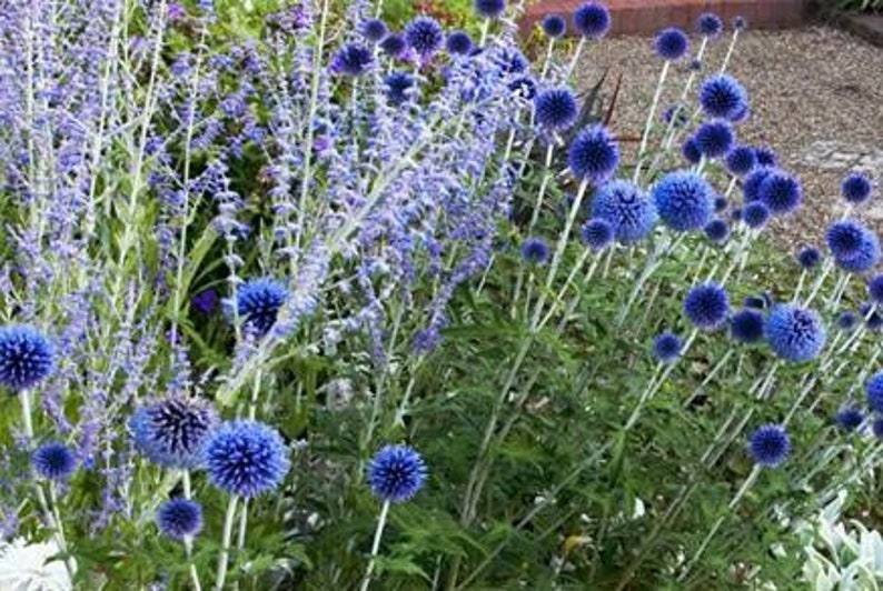 25 Blue Globe Thistle Flower Seeds Echinops Ritro/ Blue Glow/Drought Tolerant Perennial/Veitch's Blue Globe/Echinops bannaticus /FL476 image 7