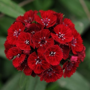 50 nasion goździka Barbatus Red Flower/Dianthus Barbatus Dunetti/Crimson Red Sweet William/Glorious Long Lasting Bloom/FL499