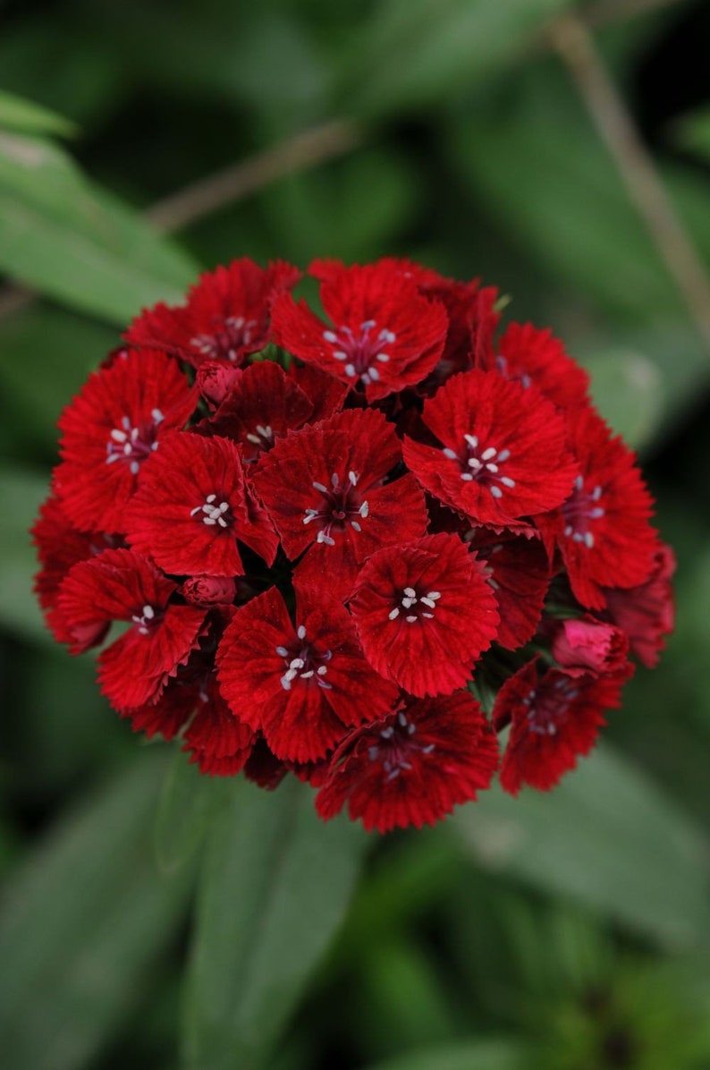 50 Dianthus Barbatus Red Flower Seeds/Dianthus Barbatus Dunetti/Crimson Red Sweet William/ Glorious Long Lasting Bloom/FL499 image 1