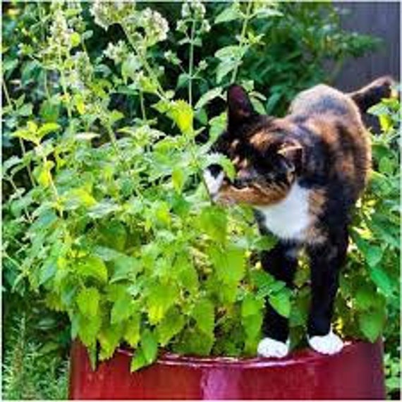 fertilizer outdoor plants Arber Organic All Purpose Fertilizer