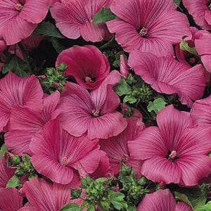 50 Pcs Lavatera Mixed Beauty Flower Seeds-LAVATERA TRIMESTRIS/ FL152 image 7