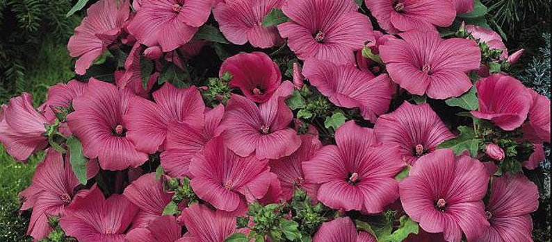 50 Pcs Lavatera Mixed Beauty Flower Seeds-LAVATERA TRIMESTRIS/ FL152 image 7