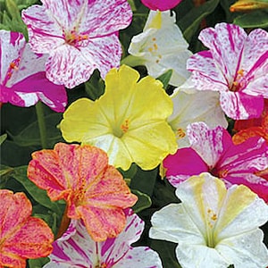 20 Pcs Beautiful Four O Clock Flower Seeds-MIRABILIS JALAPA / FL114 image 1