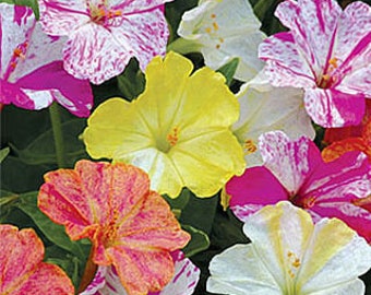 20 Pcs Beautiful Four O Clock Flower Seeds-MIRABILIS JALAPA /  (FL114)